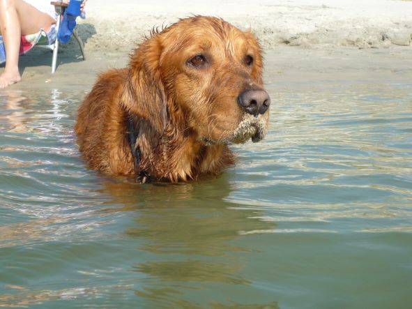 Thing To Do Pet Friendly