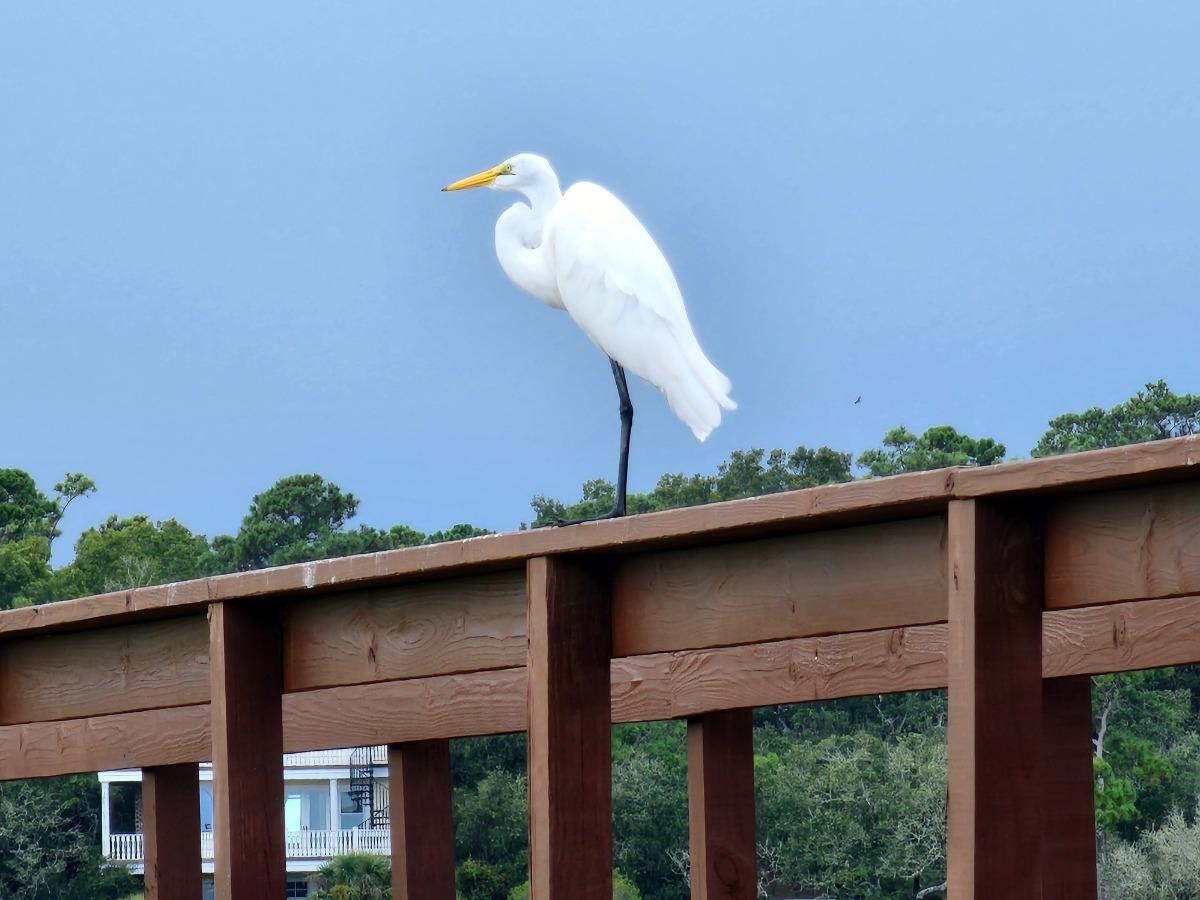 low country zoo in Pawleys Island