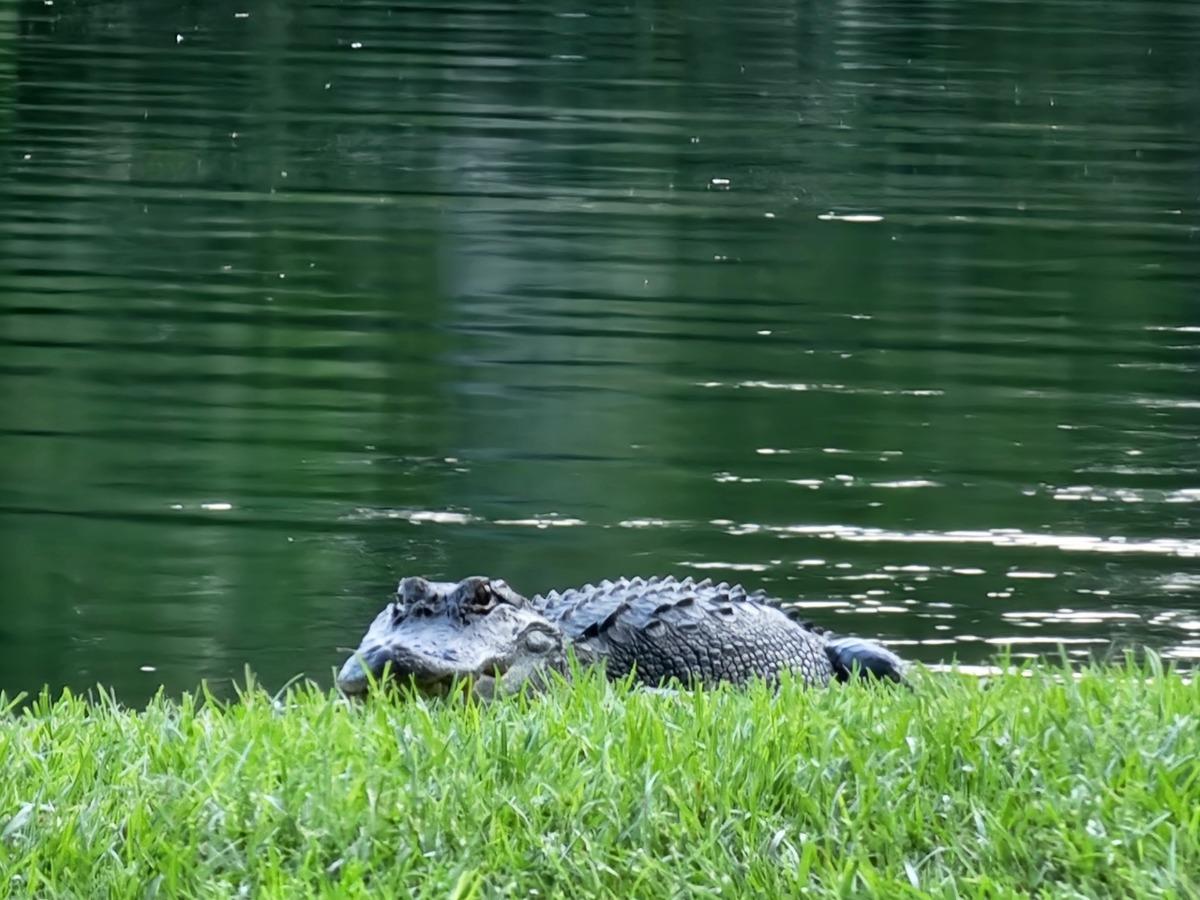 zoo in Pawleys Island SC