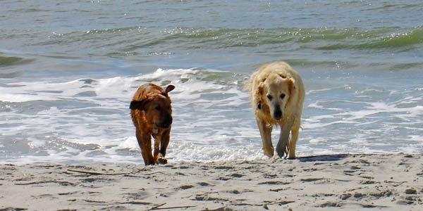 Pawleys Island Pet Friendly Information